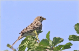 <p>STRNAD LUČNÍ (Emberiza calandra) okolí Rumburku</p>